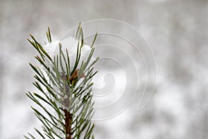 Small branches of a pine tree covered with snow. Fresh snow on the branches in the forest