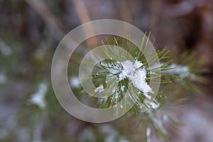 Small branches of a pine tree covered with snow. Fresh snow on the branches in the forest