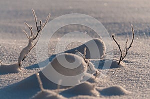 Small branches snow covered in Sweden