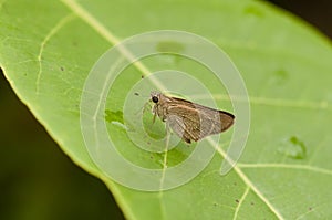 Small Branded Swift butterfly on a green leaf