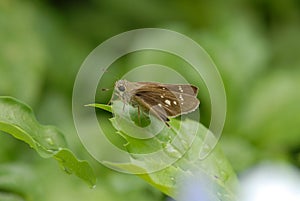Small branded swift butterfly on a leaf