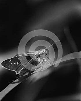 Small branded swift butterfly sitting on a leaf