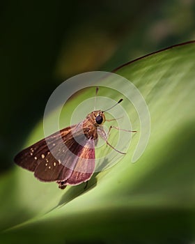 Small branded swift butterfly sitting on a leaf