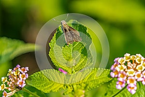 Small Branded Swift on a flower