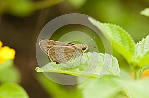 Small Branded Swift Pelopidas mathias butterfly