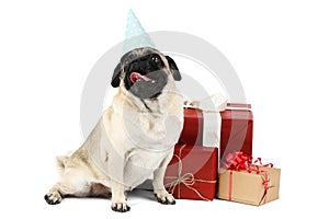 A small-breed dog with a blue paper cap , sits on the background of gift and looks up with interest. Isolated.