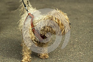 A small breed dog on a leash. An animal on a walk