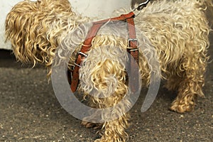 A small breed dog on a leash. An animal on a walk