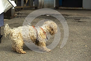 A small breed dog on a leash. An animal on a walk