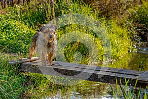 Small breed dog on a river walkway