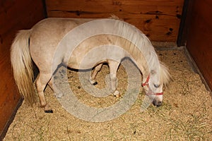 Small breed horse at Amish village Barn