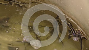 Small breeding sturgeon shortnose Acipenser brevirostrumin the rescue hatchery farm, germplasm and genofound protection