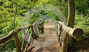 Small Bridge in bright green forest. Natural composition