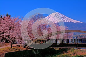 Small bridge in Lake Kawaguchi and Cherry blossoms and Mt. Fuji Japan