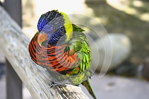 The Rainbow Parrot Green-naped lorikeet