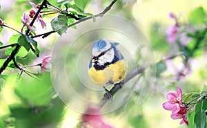 Small bright bird tit azure sits surrounded by flowering apple branches in the spring may garden and sings
