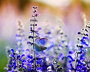 Small bright blue butterfly of a pigeon sits on purple flowers on a Sunny summer day in a rural meadow