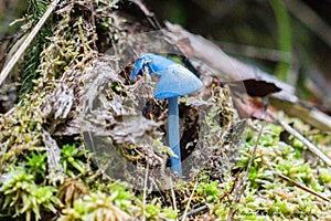 Small bright blue mushroom on forest floor