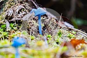 Small bright blue mushroom on forest floor