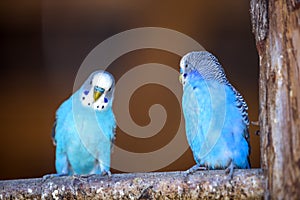 Small bright blue parrots birds sitting on tree branch on blurred copy space background. Keeping pets at home concept