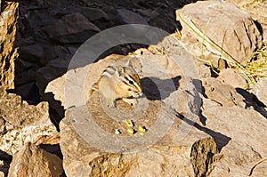 A small bright-eyed chipmunk eating peanuts