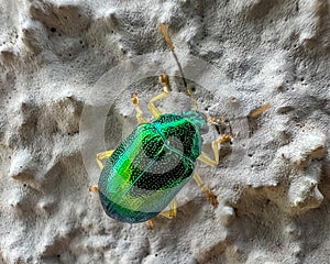 small bright green beetle macro close up photography