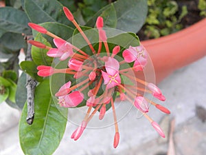 Small bright pink color flowers of Ixora coccinea plant