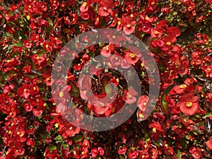 small bright red begonia flowers with yellow pollens bloom