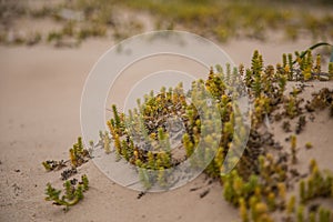 A small, bright seaside plants growing in the sand. Beach scenery with local flora.