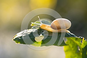 Small bright snail on a leaf