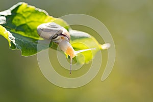 Small bright snail on a leaf