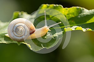 Small bright snail on a leaf