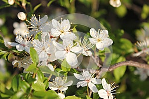 Small bright white flowers. Spring