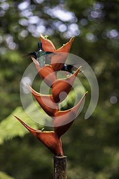 Small, brightly colored bird, the long and thin beak, which allows it to feed on the nectar of flowers, short legs and long wings photo