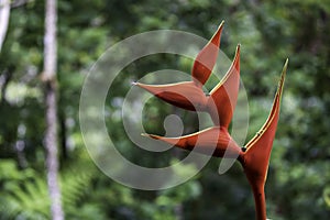 Small, brightly colored bird, the long and thin beak, which allows it to feed on the nectar of flowers, short legs and long wings photo