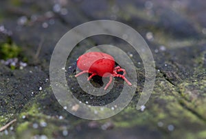 Small brightly coloured red mite