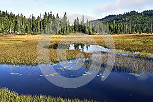 A small brilliant blue lake at the start of a fall alpine meadow covered  in golden grasses.