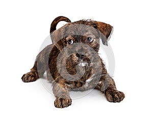 Small Brindle Mixed Breed Puppy Lying Down
