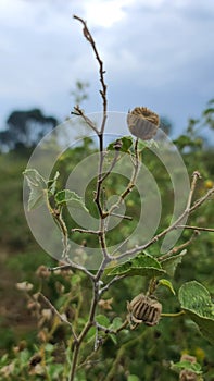 small brinjol tree in a jangle photo