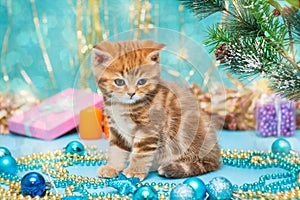 Small British kitten and Christmas decorations