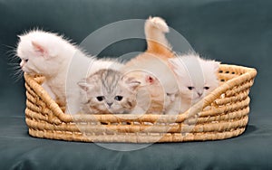 Small British kittens in a basket