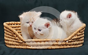 Small British kittens in a basket