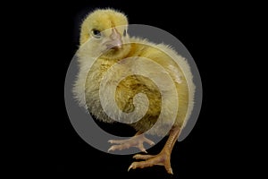 Small broiler chicken isolated on black