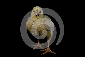 Small broiler chicken isolated on black