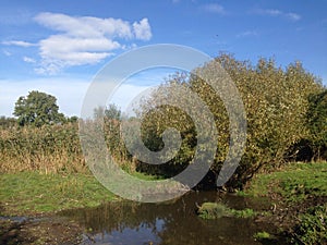 Small brook in autumn