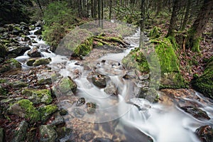 Small brook in black forest, Germany