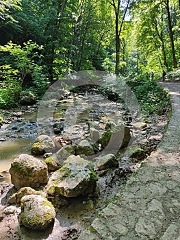 a small brook in the forest with rocks