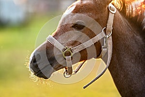 Small brown Arabian horse foal closeup detail to head, blurred green grass background