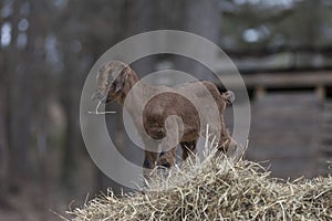 Small brown baby goat eating hay on top of hay bale.