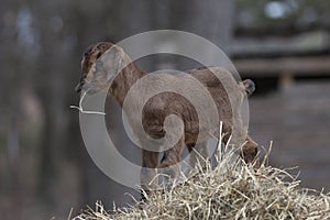 Small brown baby goat eating hay on top of hay bale.